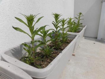 20150509-143923.jpg
